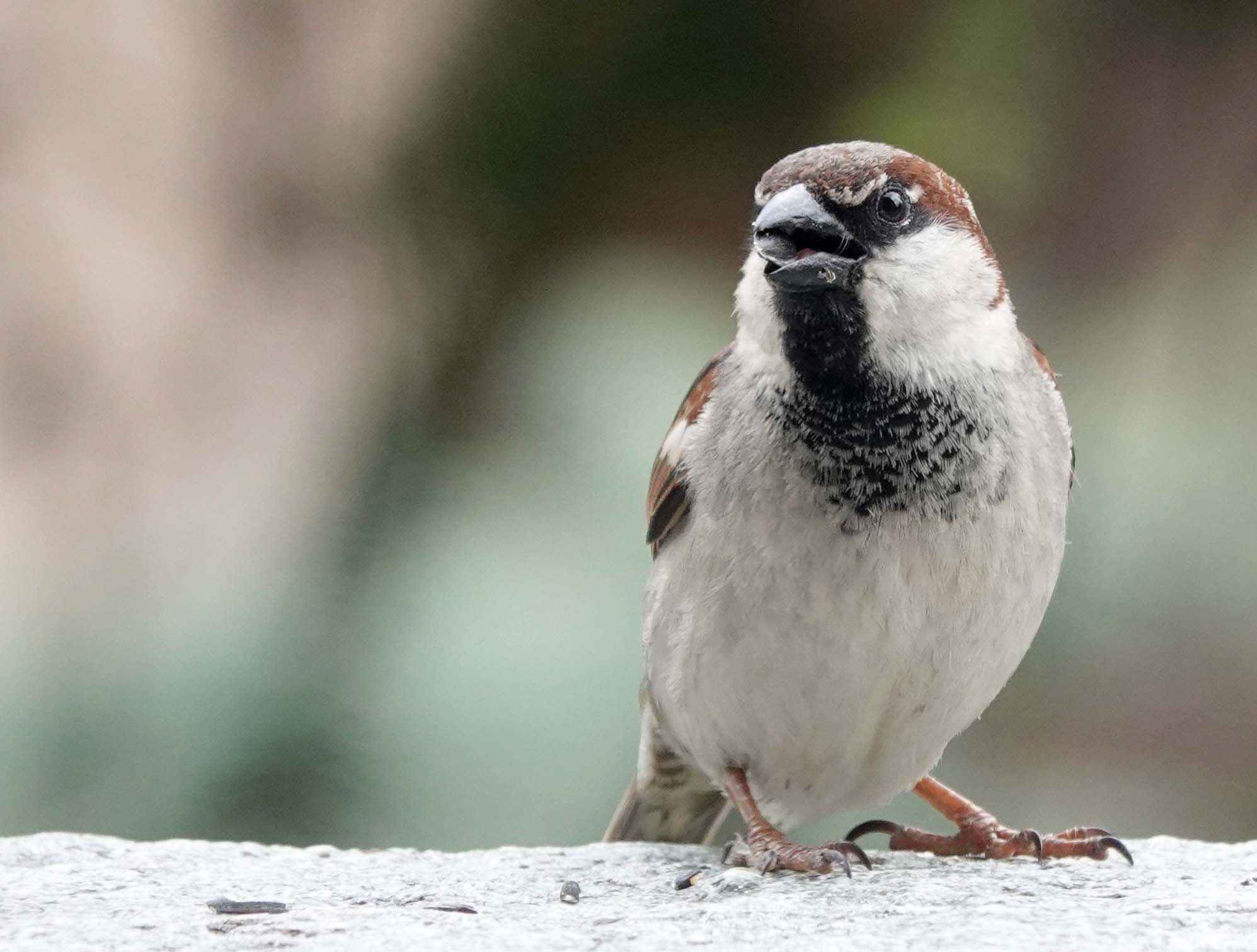 Moineau domestique mâle
