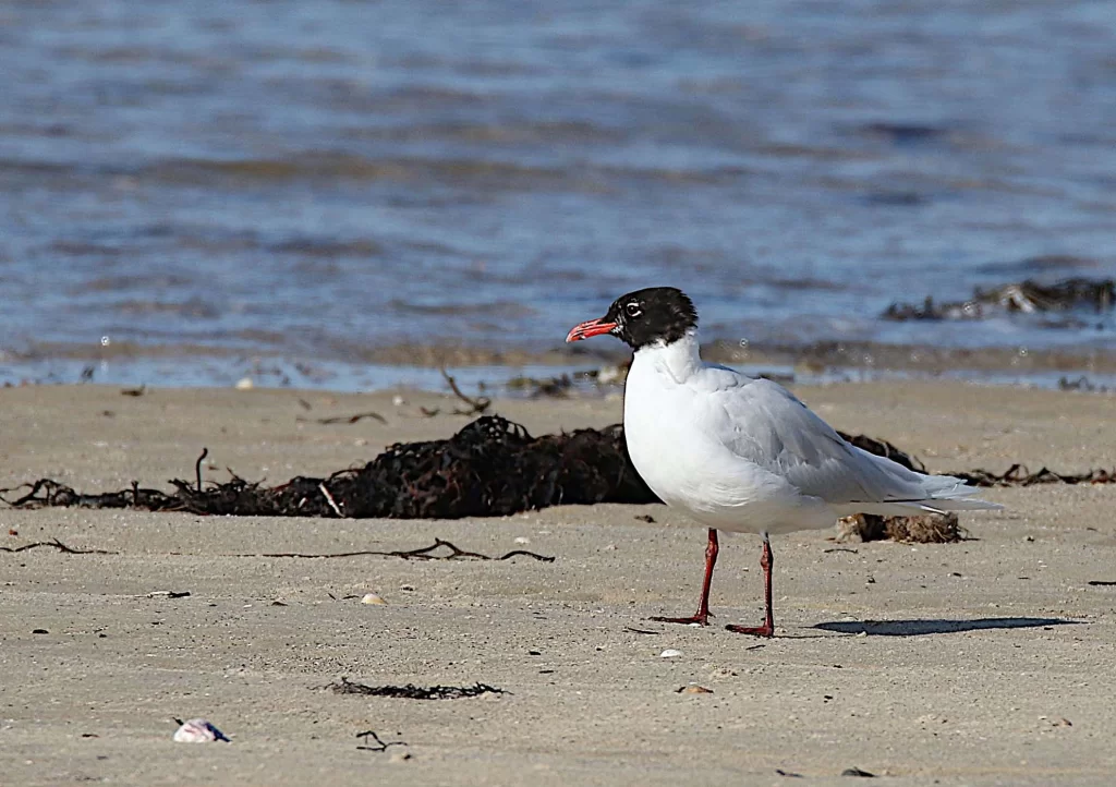 Mouette mélanocéphale sur le bord de mer