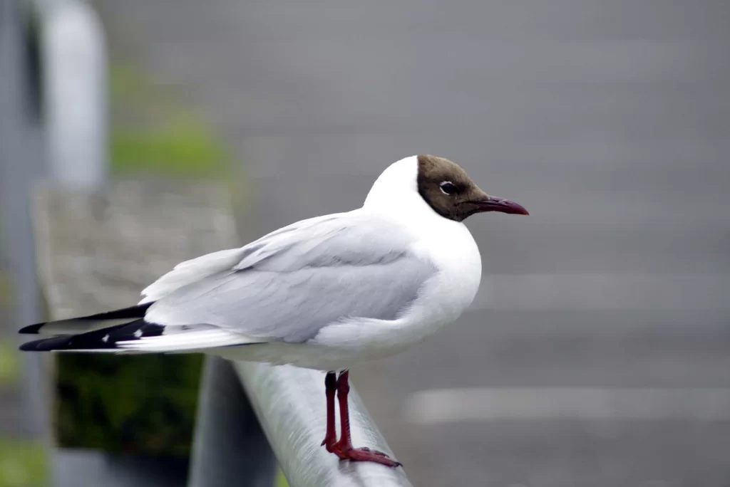 Mouette rieuse en plumage nuptial avec son capuchon noir