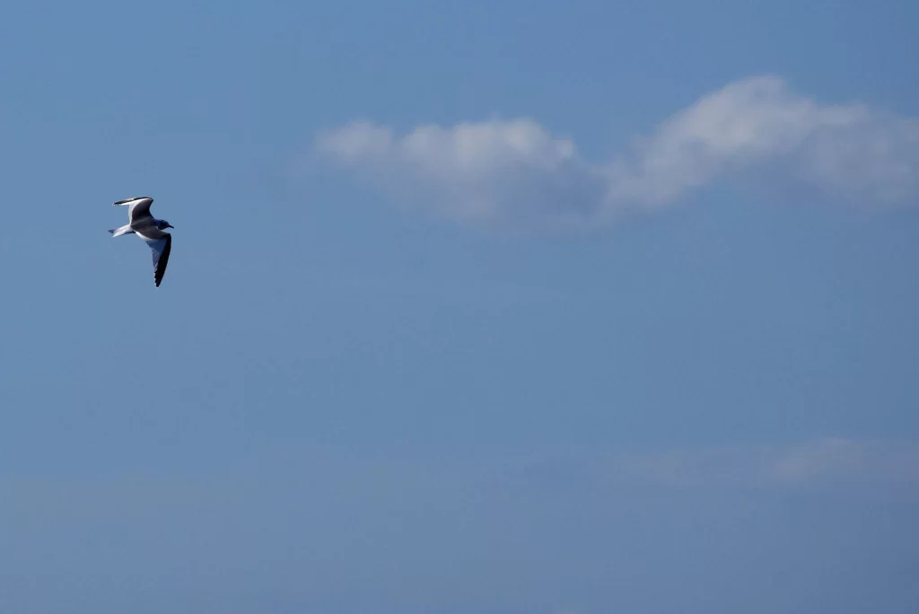 Mouette de Sabine en vol