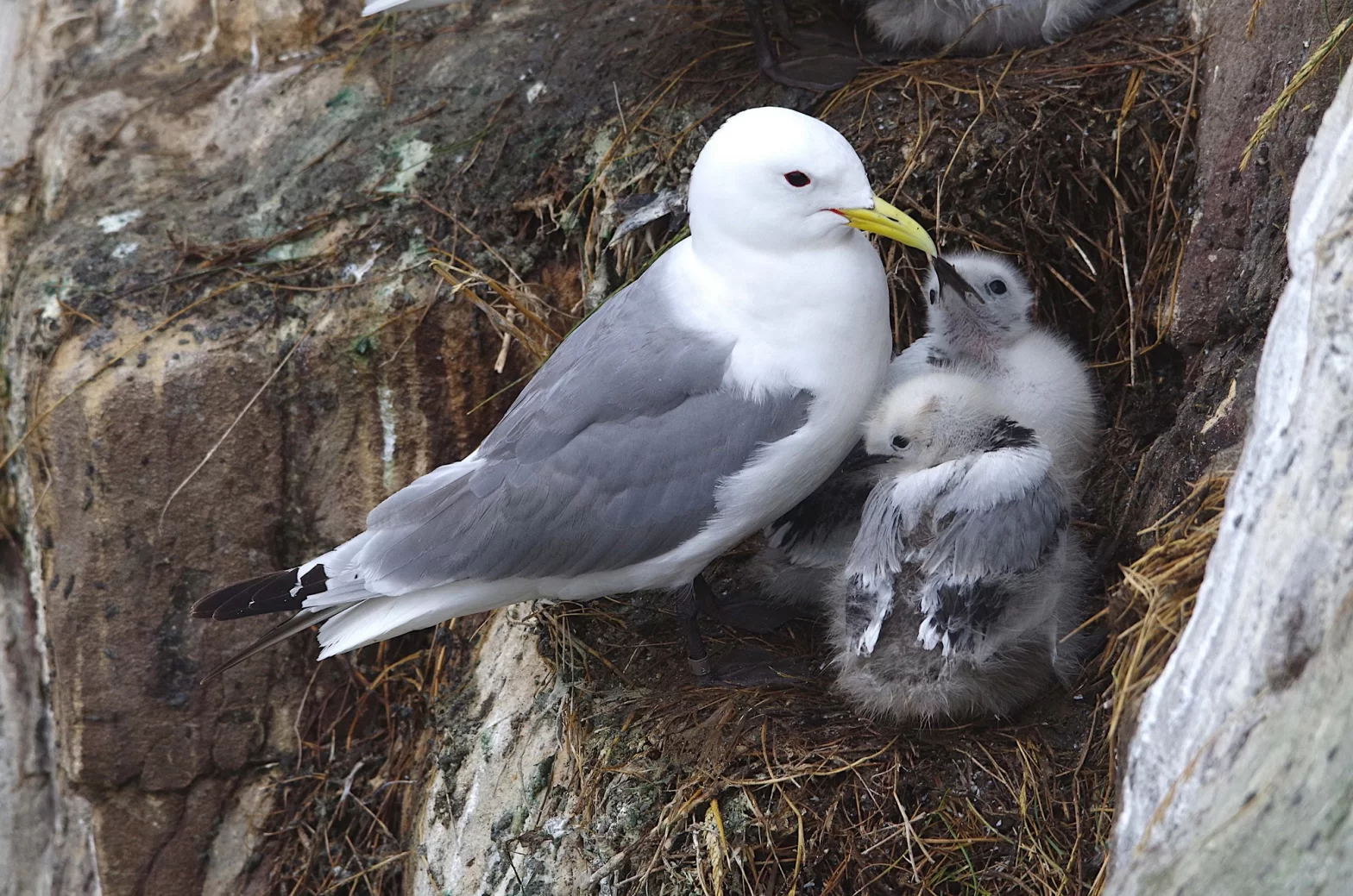 Mouette tridactyle au nid avec deux poussins