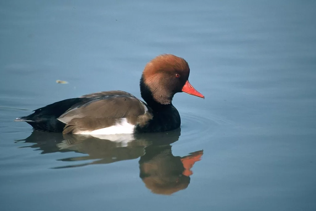 Nette rousse mâle