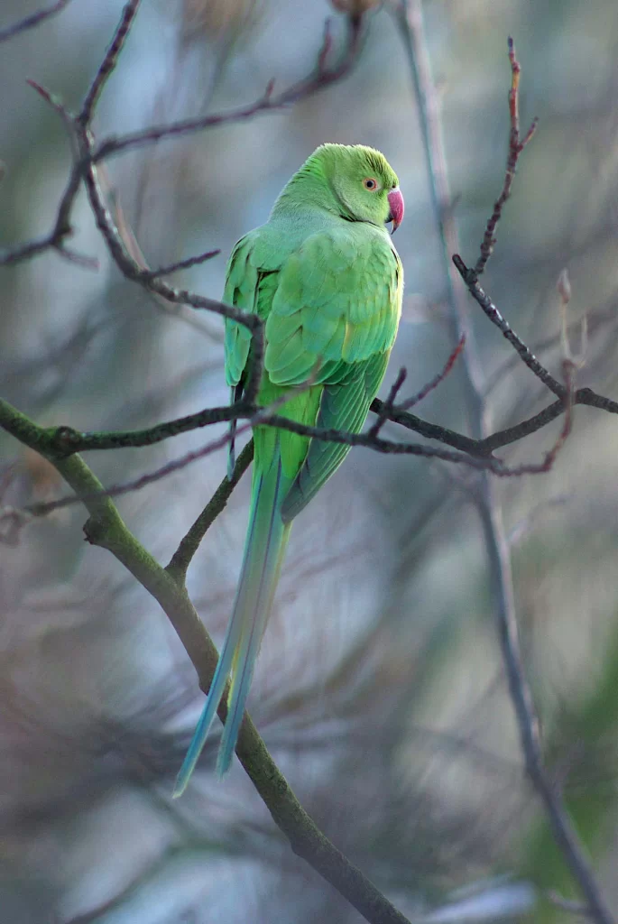 Perruche à collier posée dans un arbre