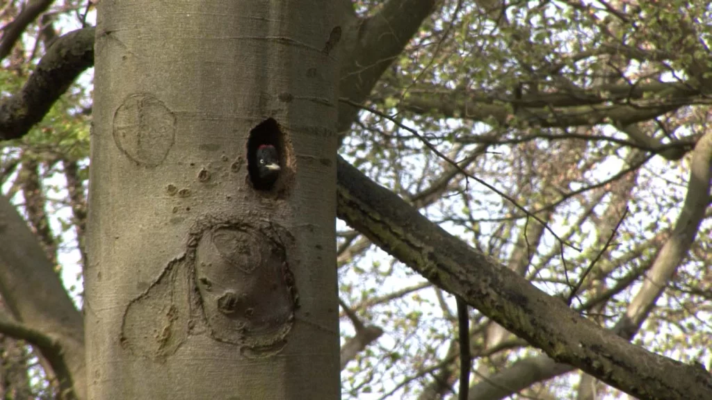 Pic noir à l'entrée de son nid dans un tronc d'arbre