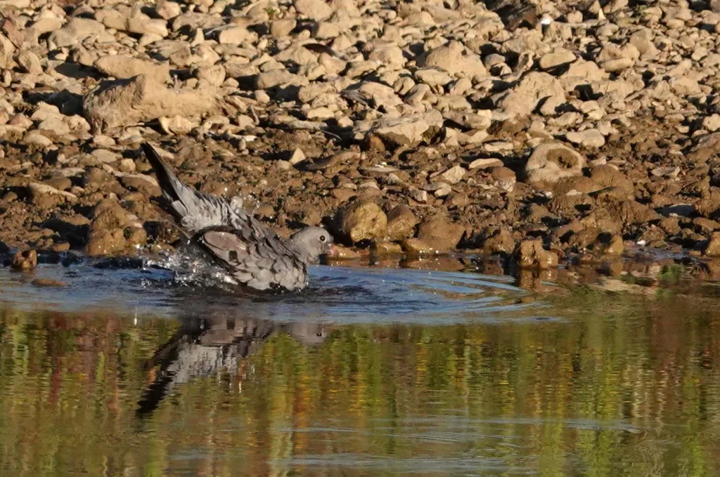 Pigeon colombin au bain