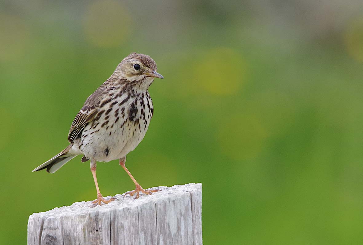 Pipit farlouse posé sur un poteau