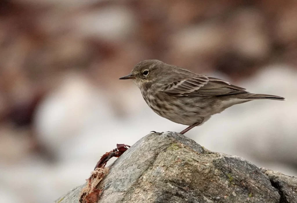 Pipit maritime posé sur un rocher