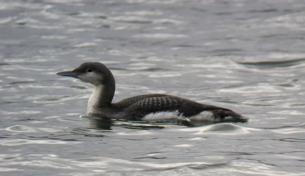 Plongeon arctique