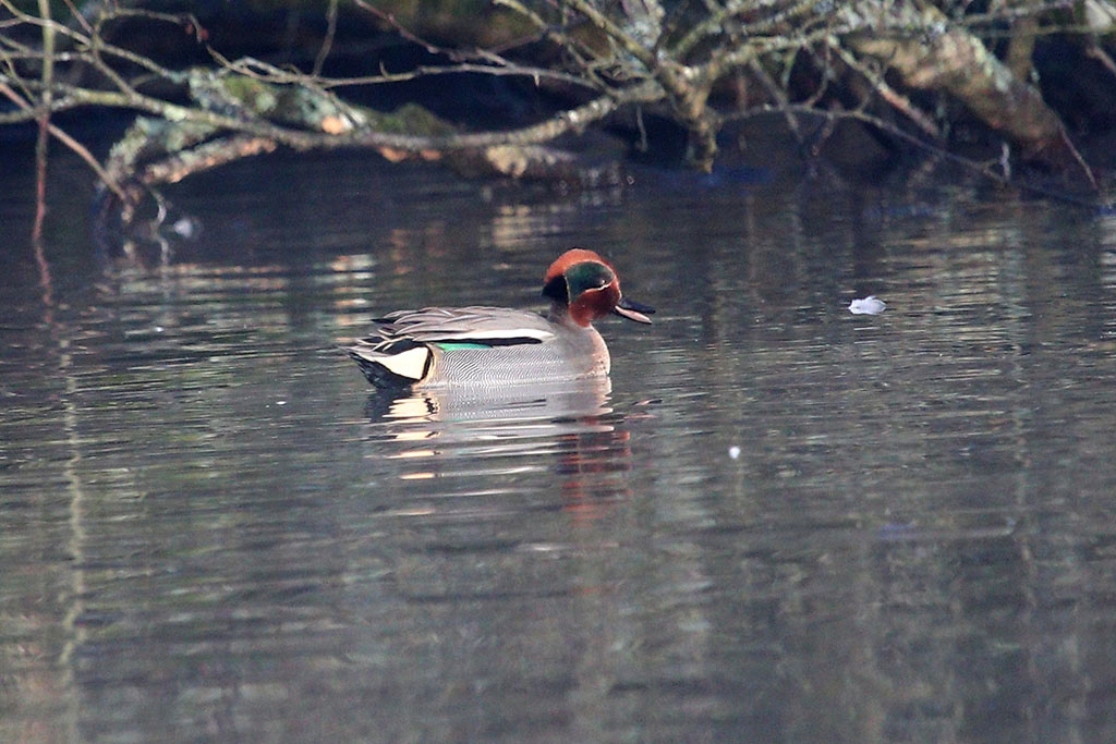 Sarcelle d'hiver mâle