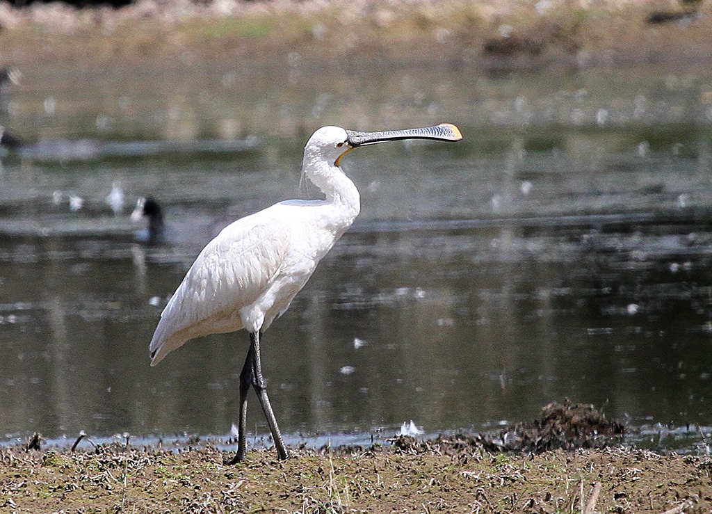 Spatule blanche au bord de l'eau