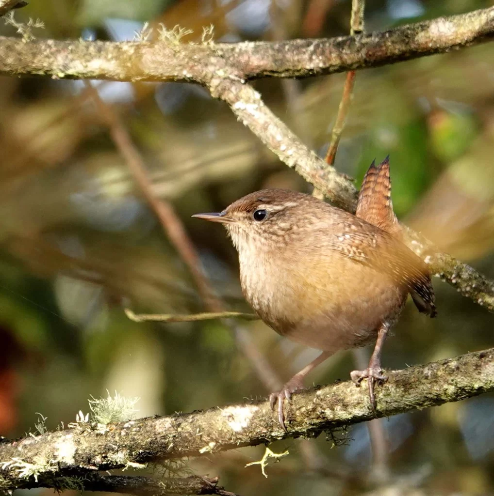 Troglodyte mignon sur une branche
