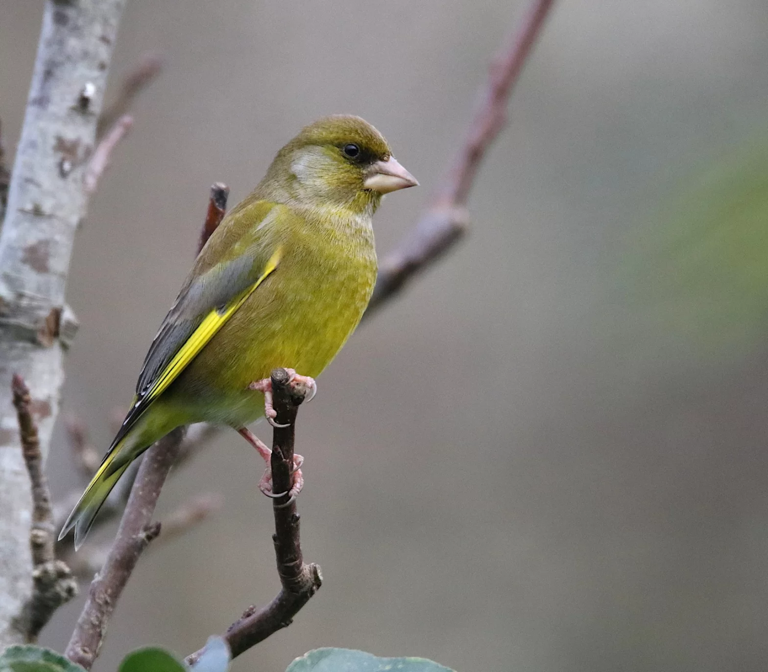 Verdier d'Europe dans un jardin