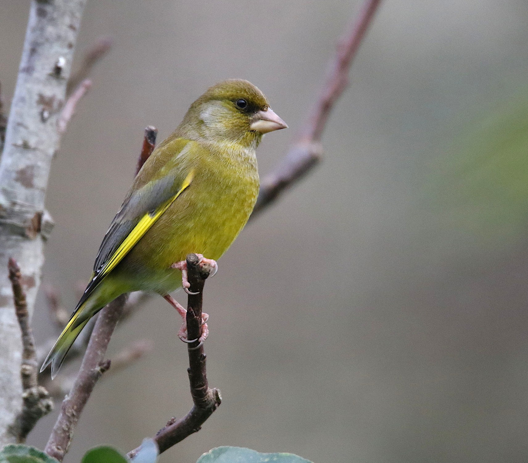 Verdier d'Europe dans un jardin