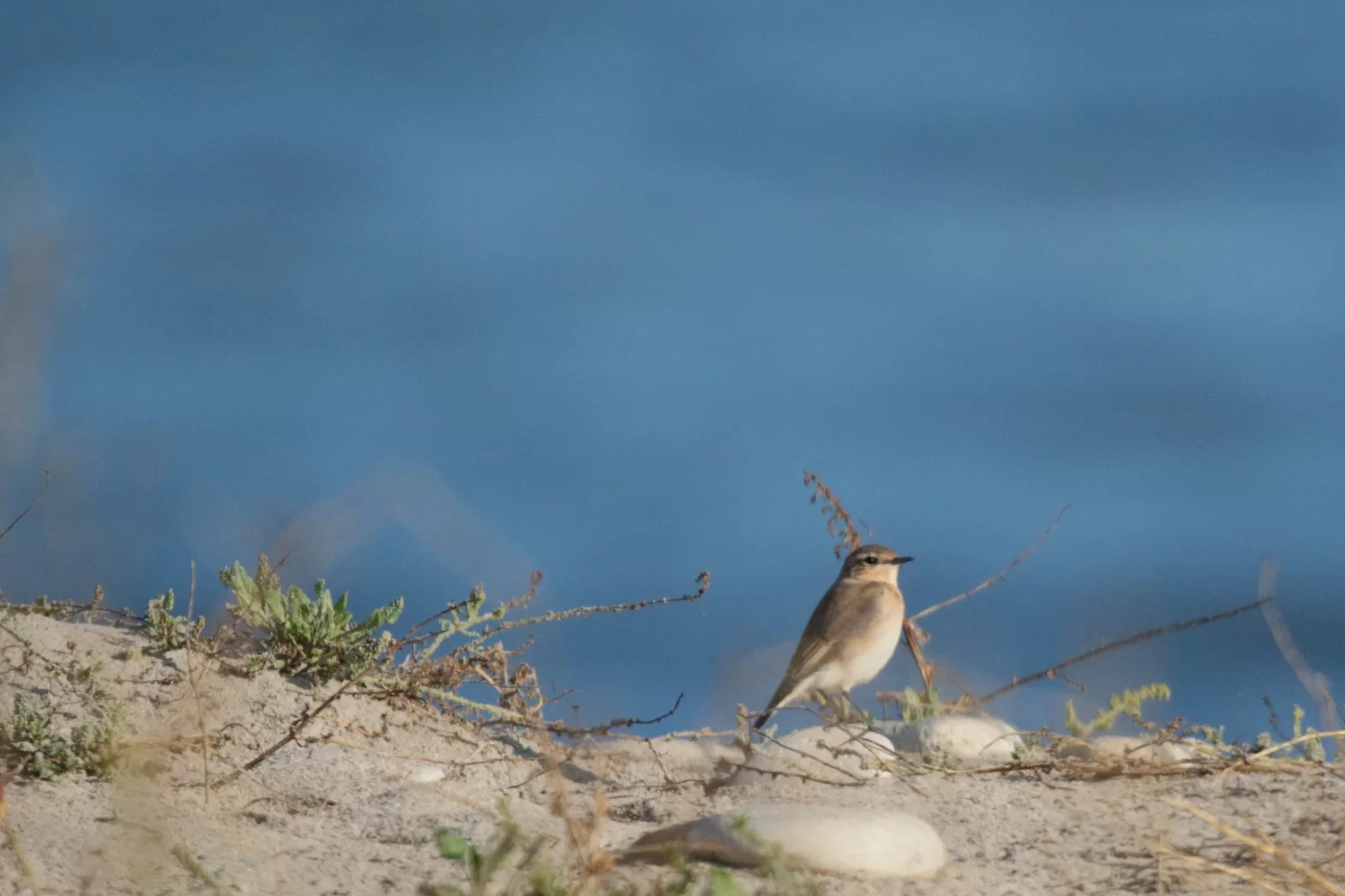 Traquet motteux dans les dunes