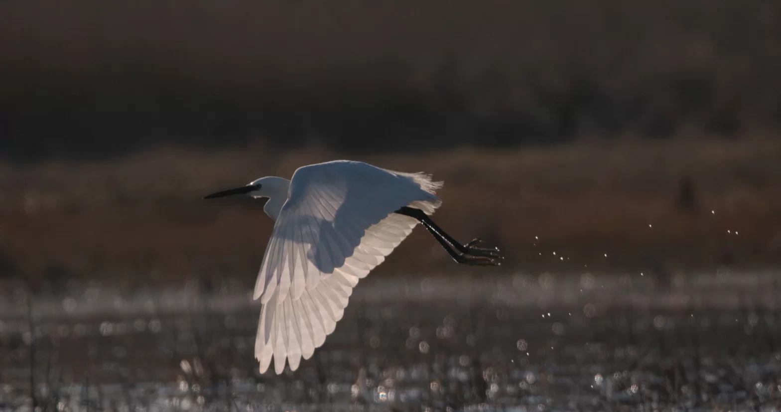 Aigrette garzette en vol