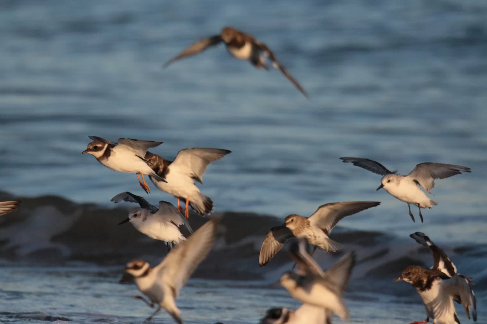 Oiseaux en vol en bord de mer