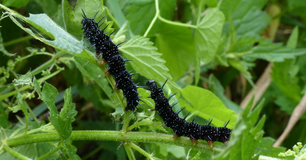 Chenille de Paon du jour sur Orties