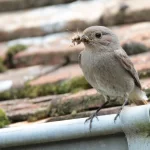 Rougequeue noir avec un insecte dans le bec, posé sur la gouttière