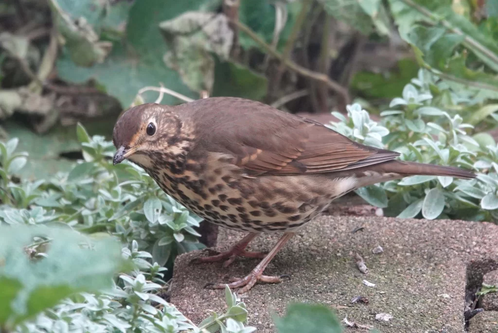 Grive musicienne dans un jardin
