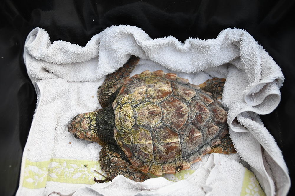 Tortue caouanne en soin, recueillie après un échouage