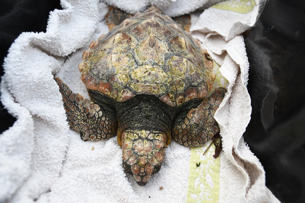 Tortue caouanne avant son transfert