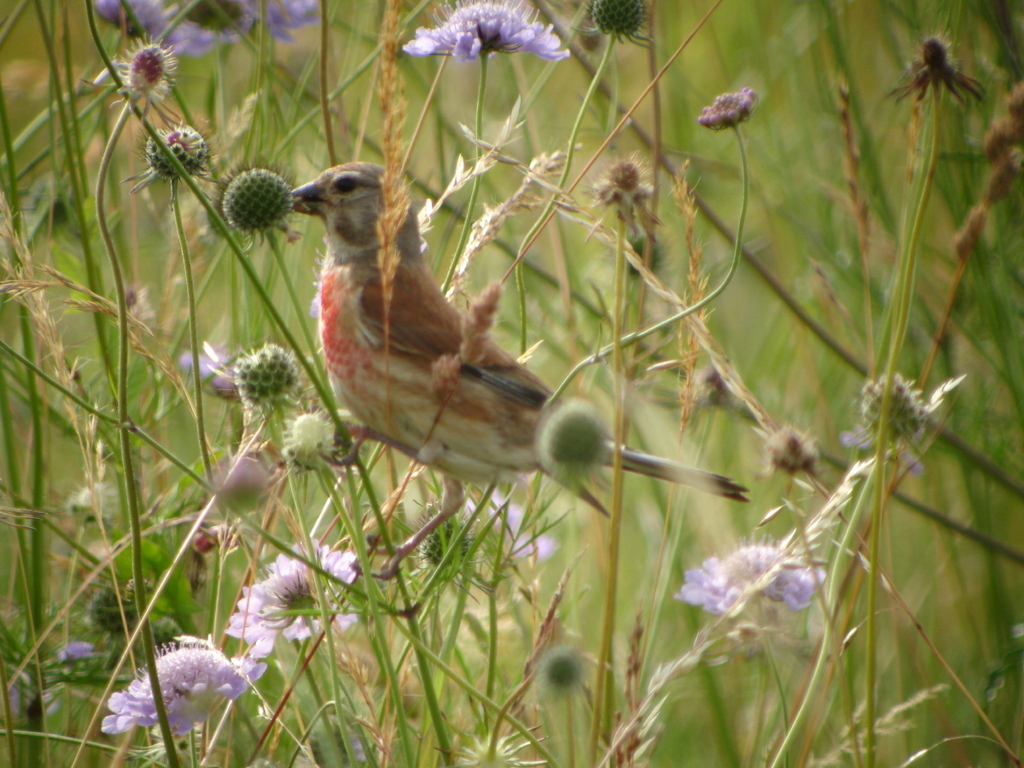 Linotte mélodieuse au milieu des fleurs sauvages