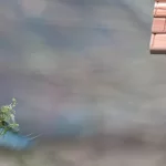Mésange bleue rentre au nichoir