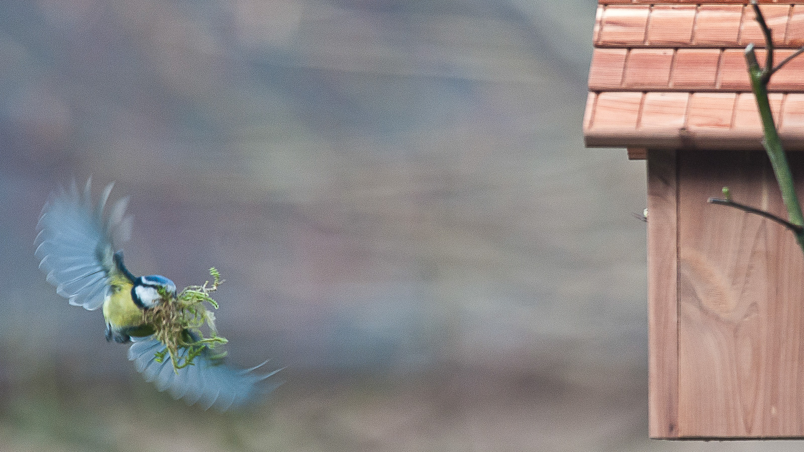 Mésange bleue rentre au nichoir