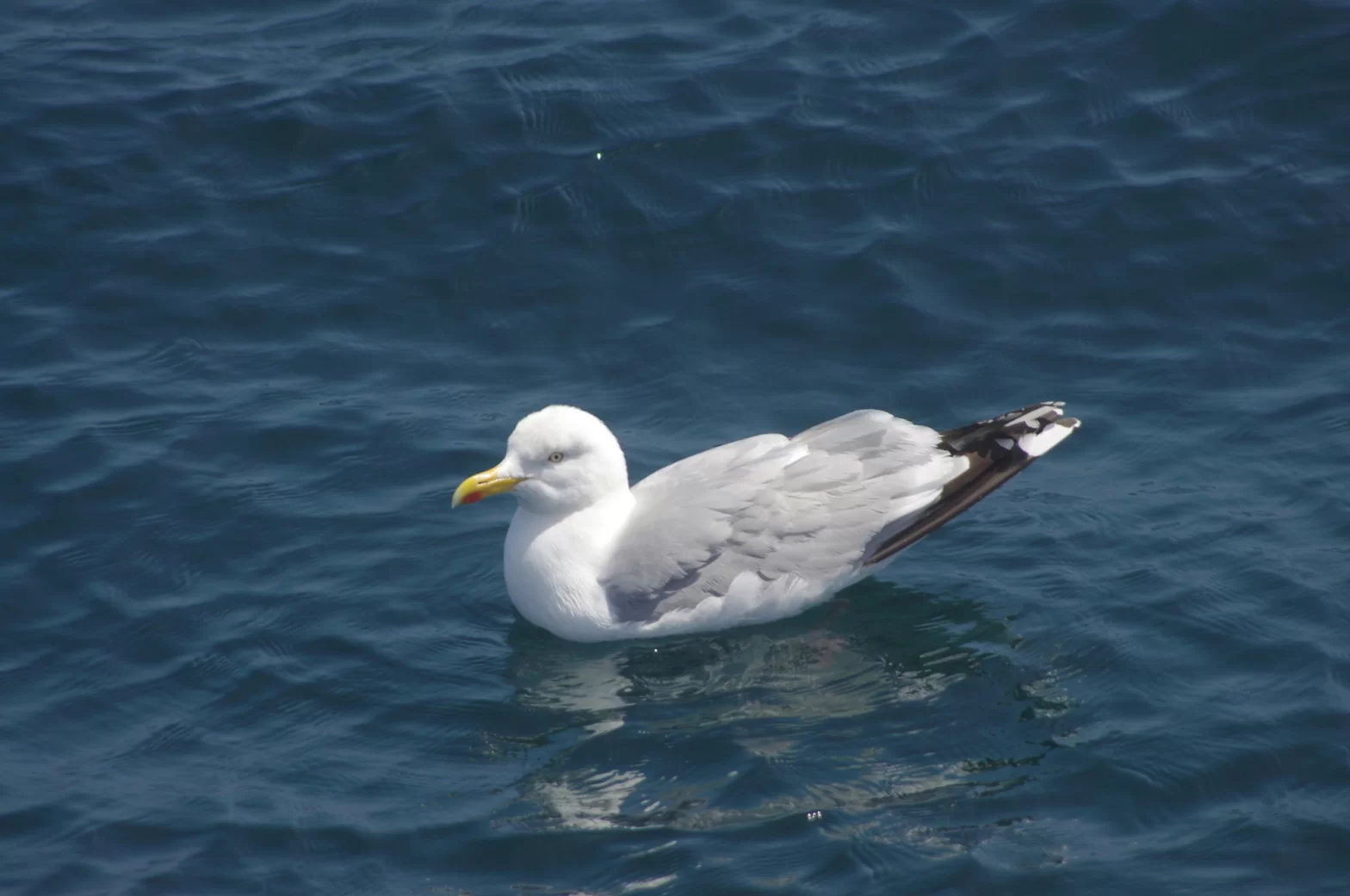 Goéland argenté posé sur la mer