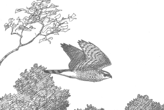 Dessin d'Autour des palombes en vol
