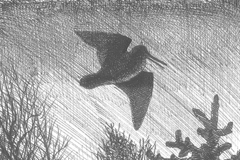 Dessin de bécasse des bois au crépuscule