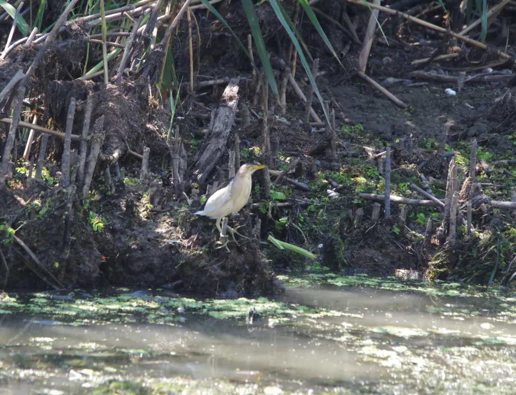 Blongios nain en bord de marais