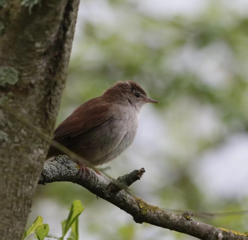 Bouscarle de Cetti