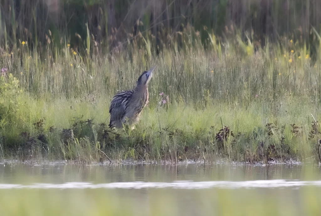 Butor étoilé en bord d'étang