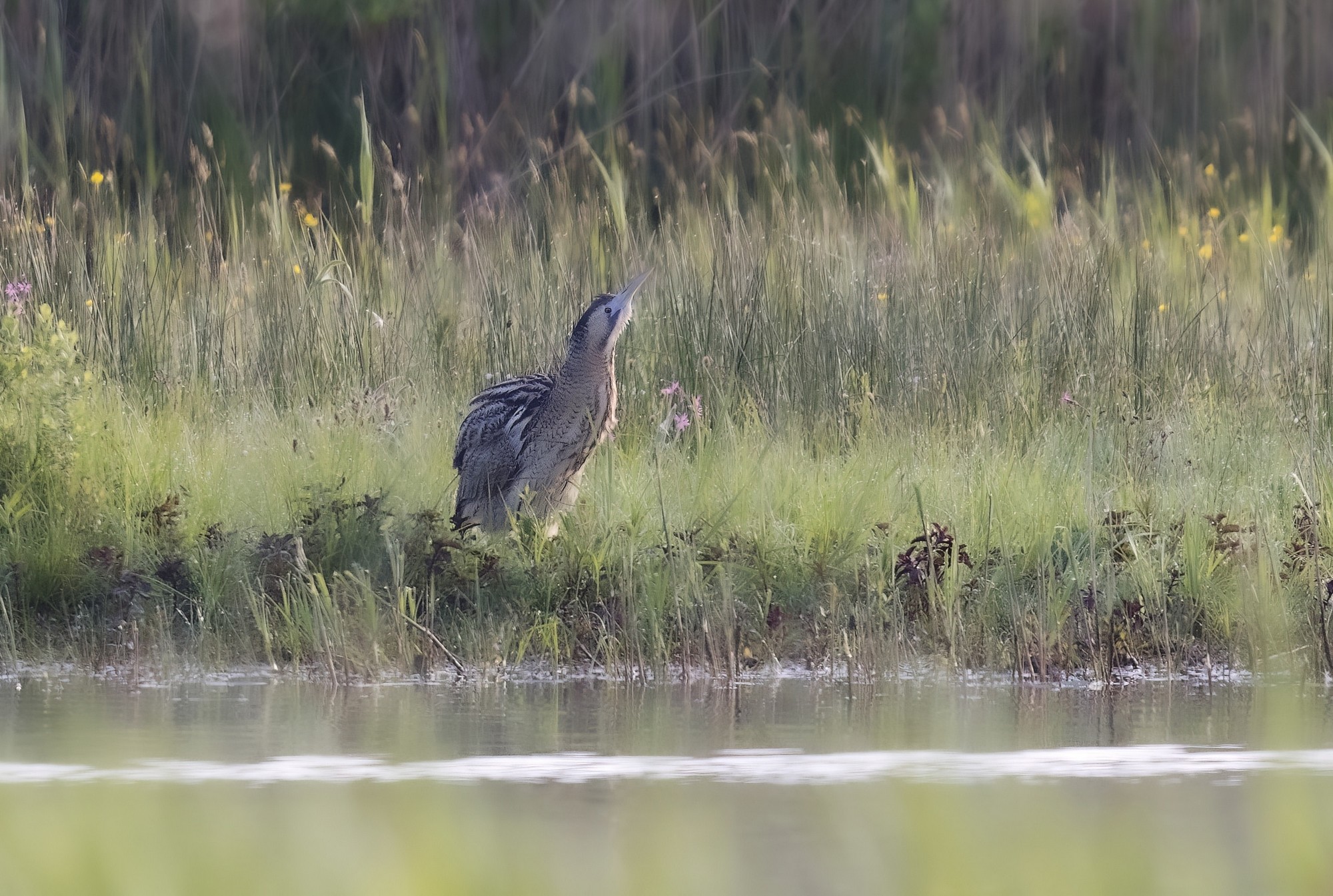 Butor Roló Butor étoilé - LPO Normandie - Agir pour la biodiversité