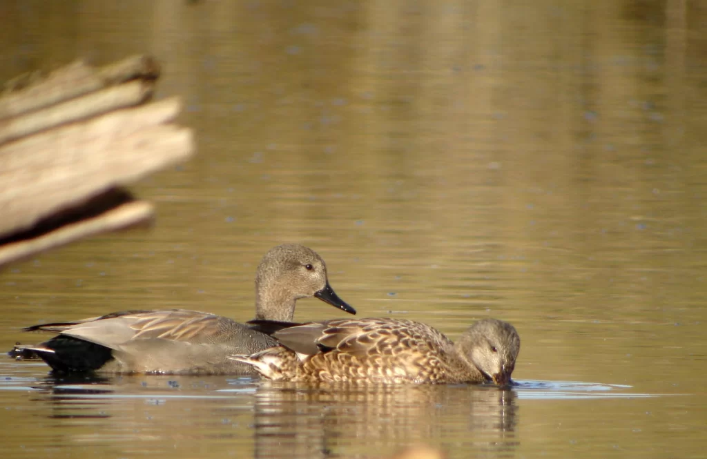 Couple de canards chipeau sur l'eau