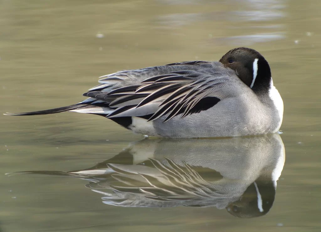 Canard pilet mâle avec son reflet dans l'eau