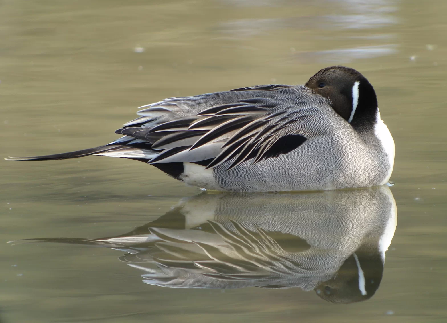 Canard pilet mâle avec son reflet dans l'eau