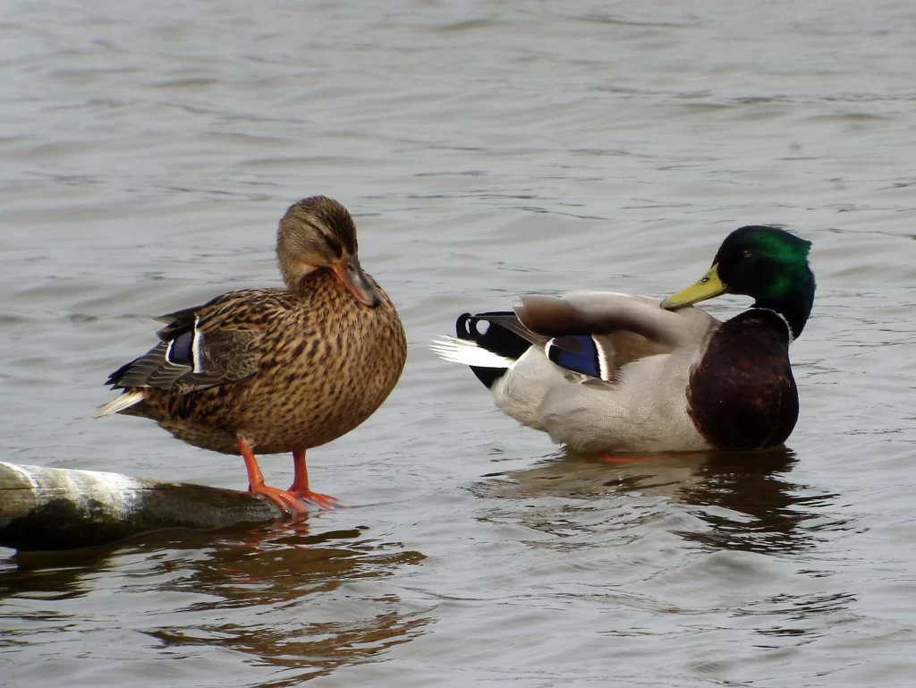 Couple de canards colverts au bord de l'eau