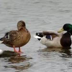 Couple de canards colverts au bord de l'eau