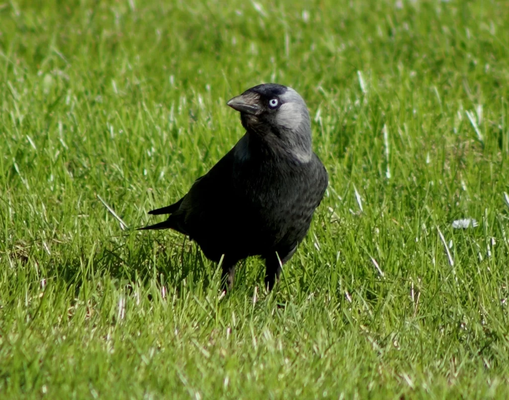 Choucas des tours dans l'herbe