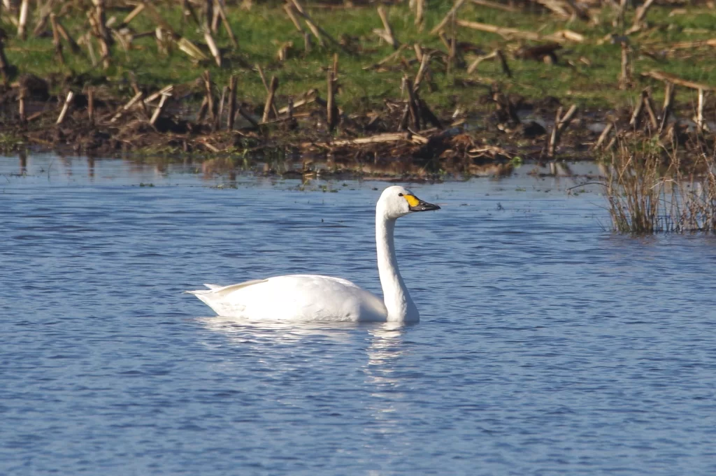 Cygne de Bewick sur l'eau