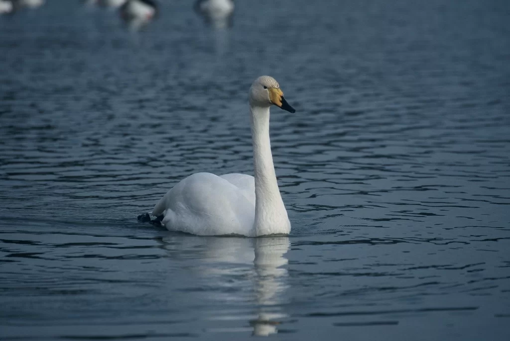 Cygne chanteur
