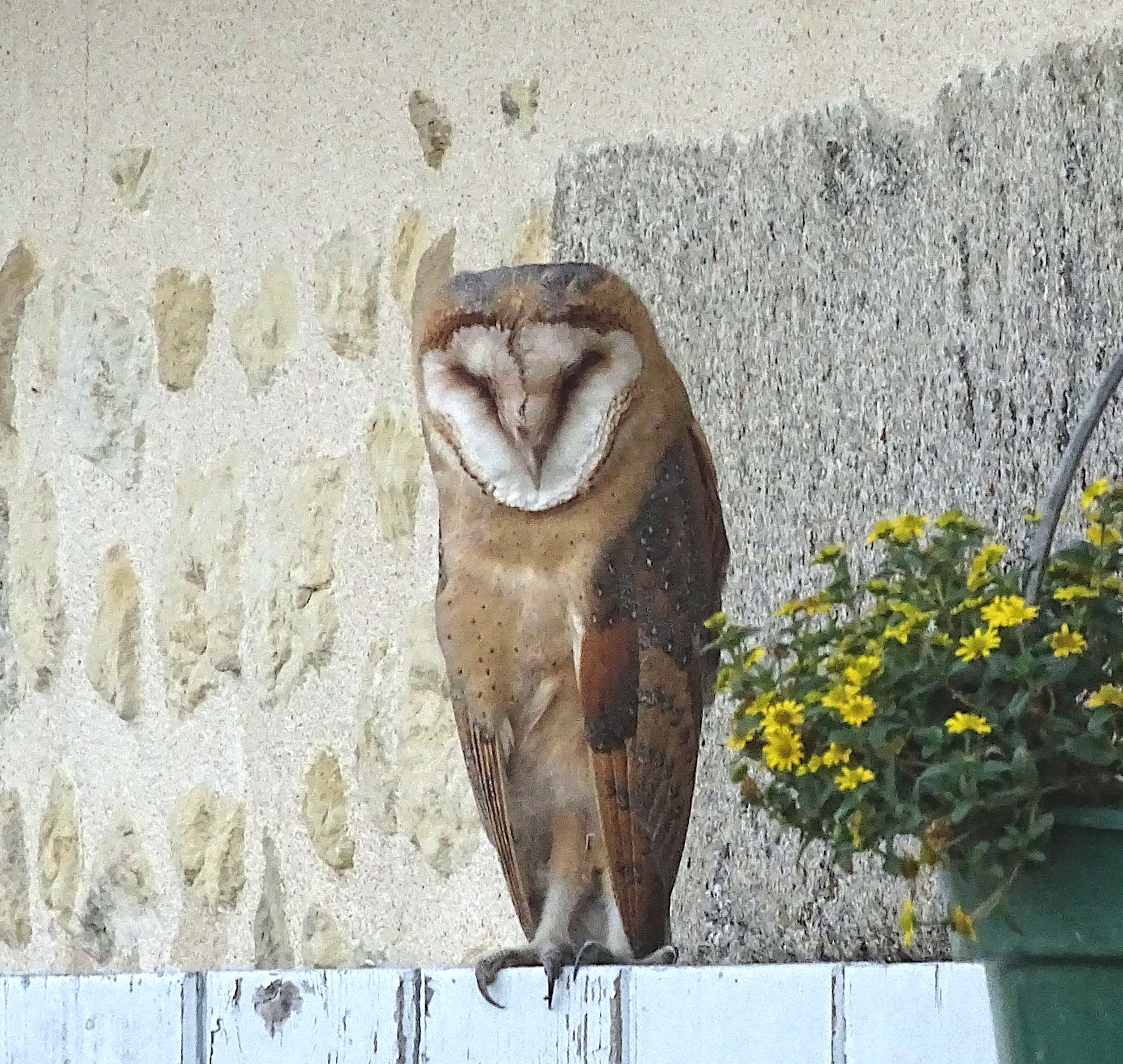 Effraie des clochers posée sur un mur
