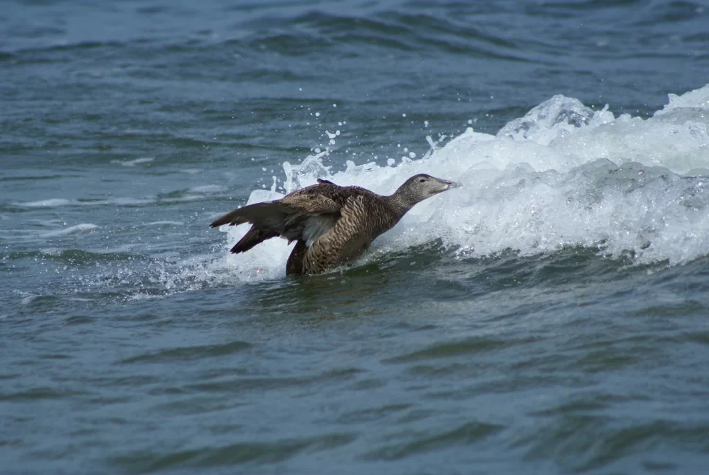 Eider à duvet femelle dans une vague
