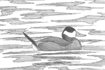 Dessin d’Érismature rousse