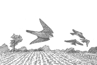 Dessin de faucon émerillon en vol