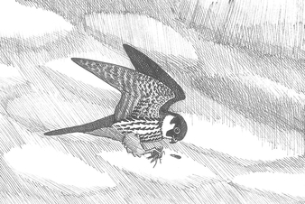 Dessin de faucon hobereau en vol en train de manger un insecte