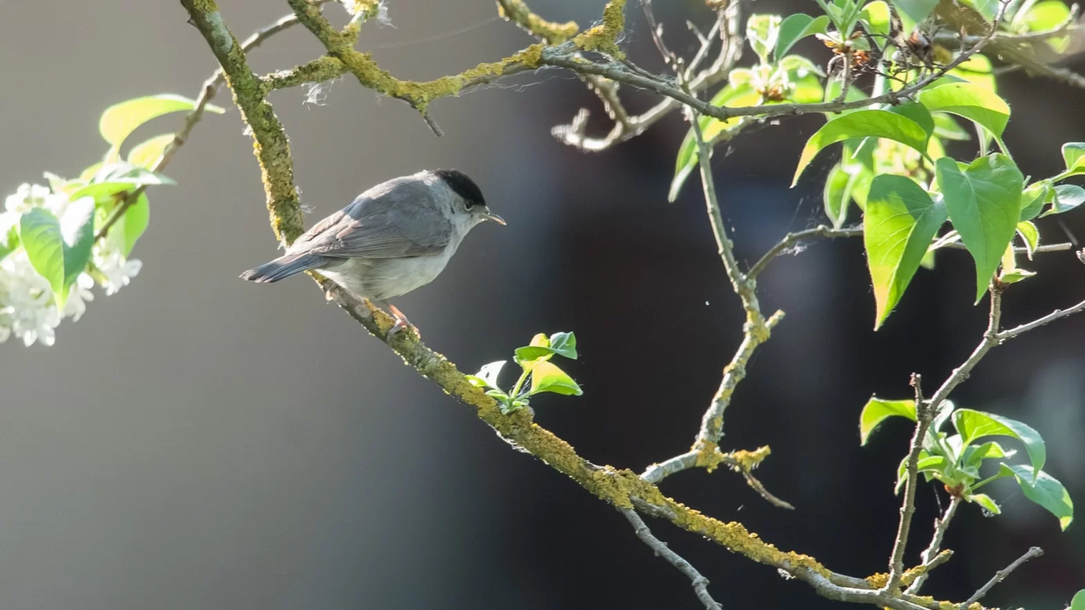 Fauvette à tête noire mâle