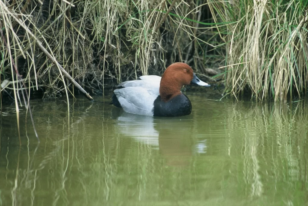 Fuligule milouin mâle au bord de l'eau